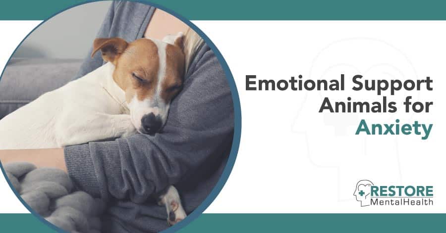 Emotional Support Animal Anxiety